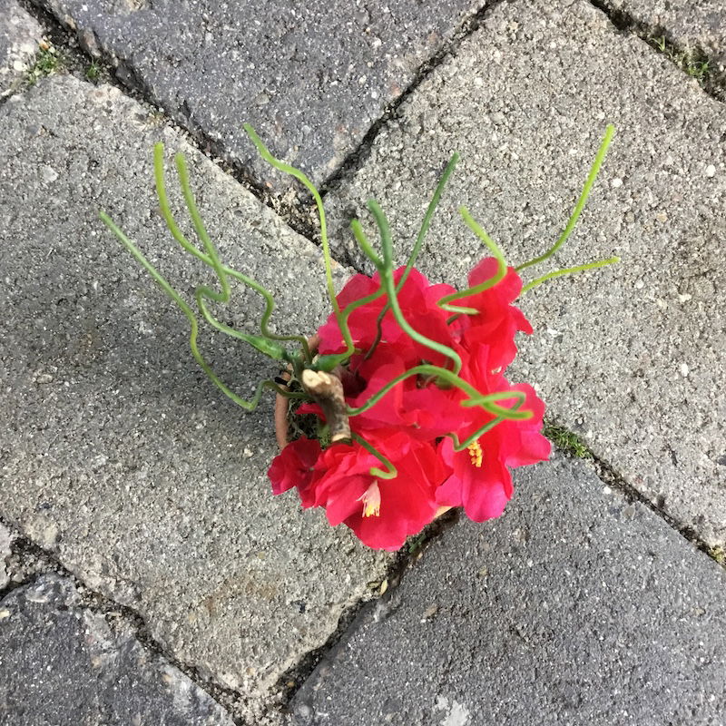 Lille dekorativ pink potteblomst - Billede 5