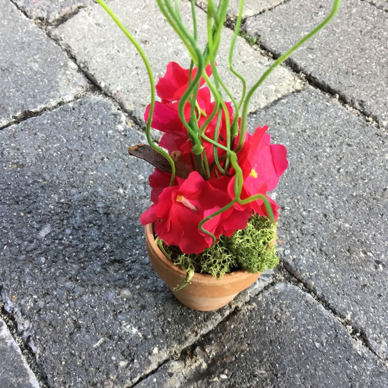 Lille dekorativ pink potteblomst - Billede 6