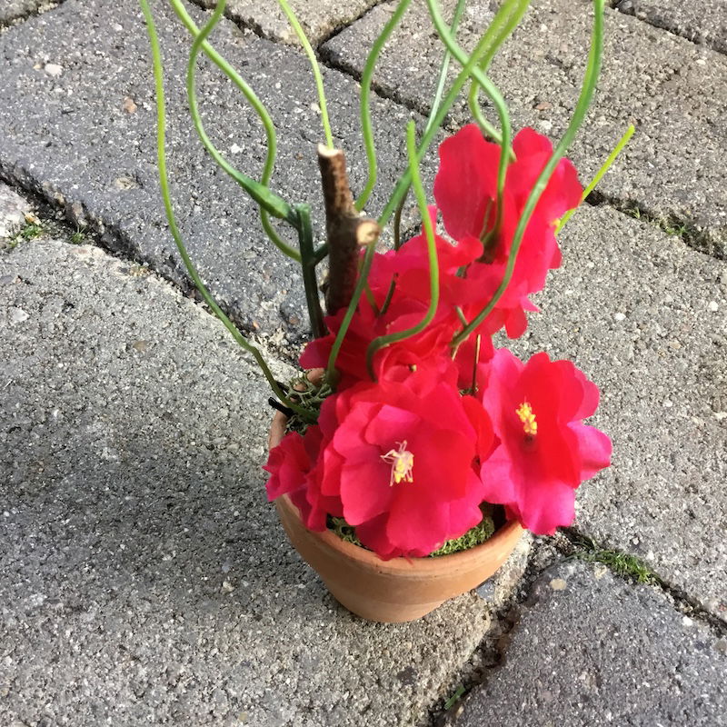 Lille dekorativ pink potteblomst - Billede 7