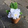 Lille dekorativ hvid potteblomst