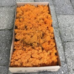 Kasse orangefarvet Islandsk mos