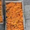 Kasse orangefarvet Islandsk mos