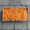 Kasse orangefarvet Islandsk mos
