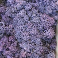 Lilla præserveret mos 50g