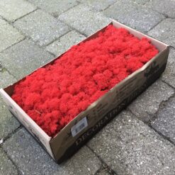 Kasse Islandsk mos rød