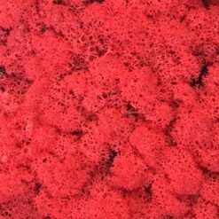 Rød præserveret mos 50g