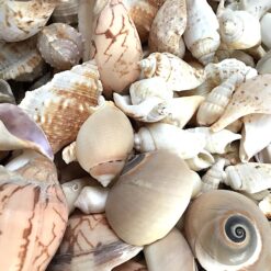 Alternative view of Blandet dekorative muslinger halv kg