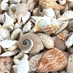 Blandet dekorative muslinger