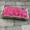 Kasse Islandsk mos pink farve 