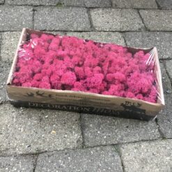 Kasse Islandsk mos pink farve 