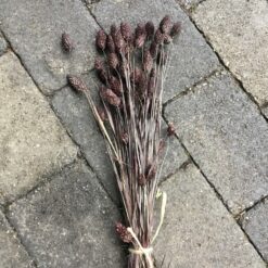 Brun dekorativ tørrede Phalaris