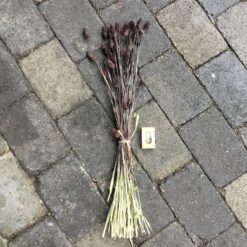 Alternative view of Brun dekorativ tørrede Phalaris