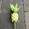 Kunstig gul ananas på pind