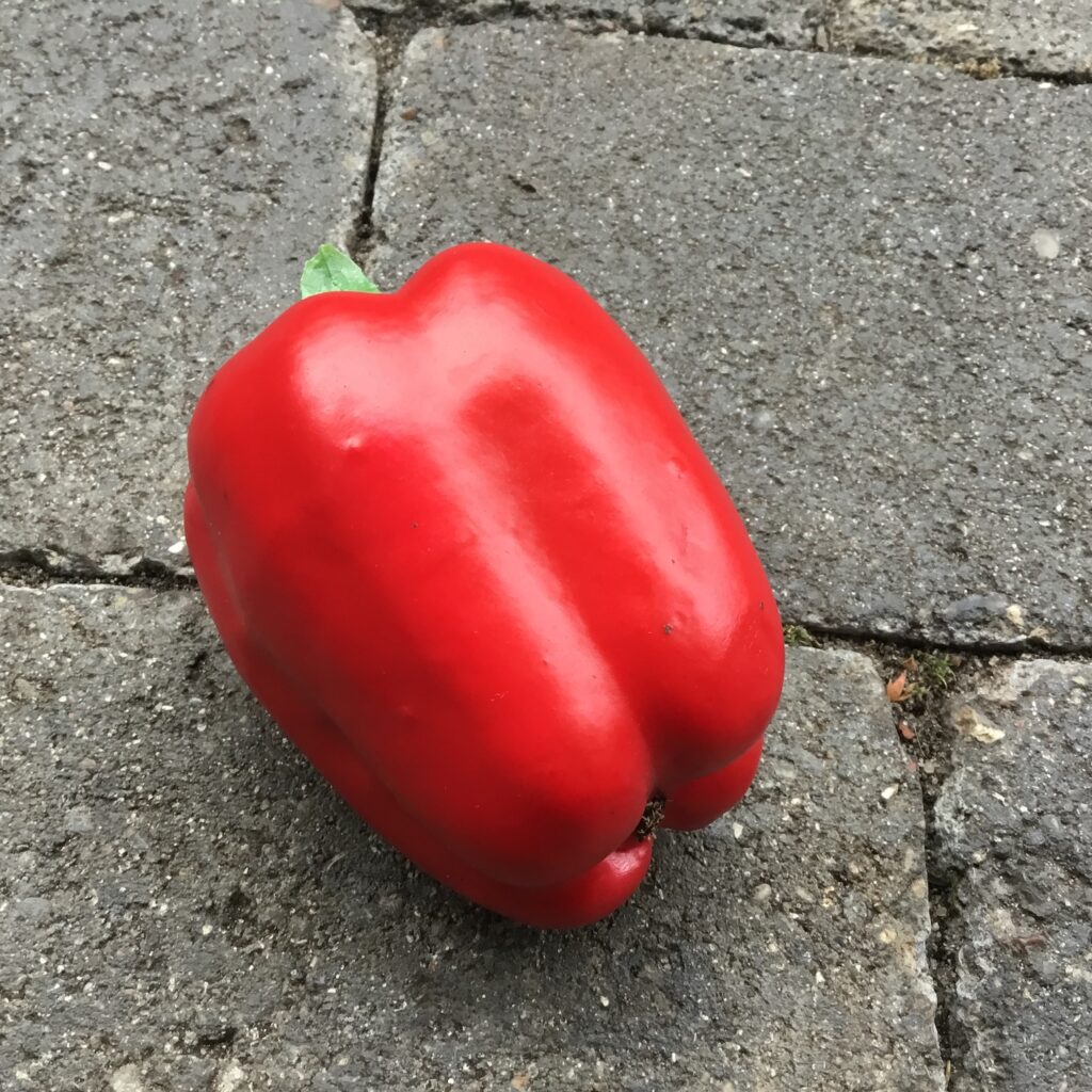 Rød peberfrugt super naturtro - Dekorativ paprika - Dekolagersalg