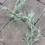 Lang frostet grøn ranke