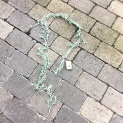 Lang frostet grøn ranke