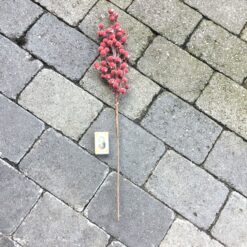 Alternative view of Rød bærgren med frostet bær