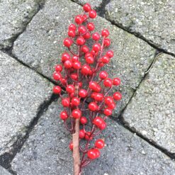 Ilex gren med røde bær