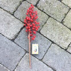 Ilex gren med røde bær