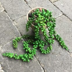 Dekorativ Amarantus i lerpotte