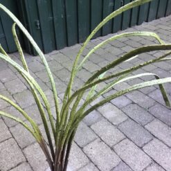 Alternative view of 5 stk Langstilket kraftig grøn siv