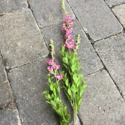 Langstilket blomstergren med pink blomster