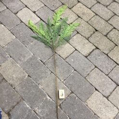 Alternative view of Langstilket grøn bregne gren