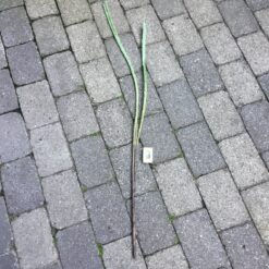 Alternative view of Langstilket kraftig grøn siv