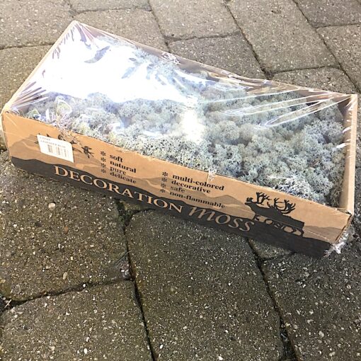 Kasse præserveret mos lavendel blå
