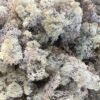 Præserveret mos lavendel blå 50g 