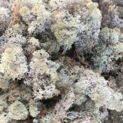 Præserveret mos lavendel blå 50g 