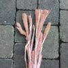 Tørrede blomster i rosa farve