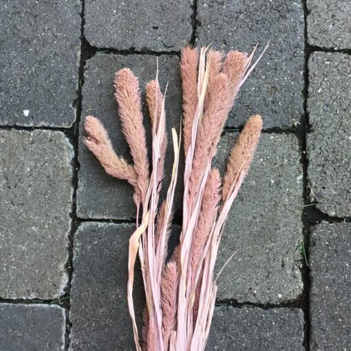 Tørrede blomster i rosa farve
