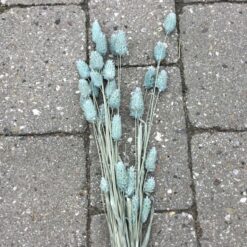 Lyseblå tørrede polaris blomster