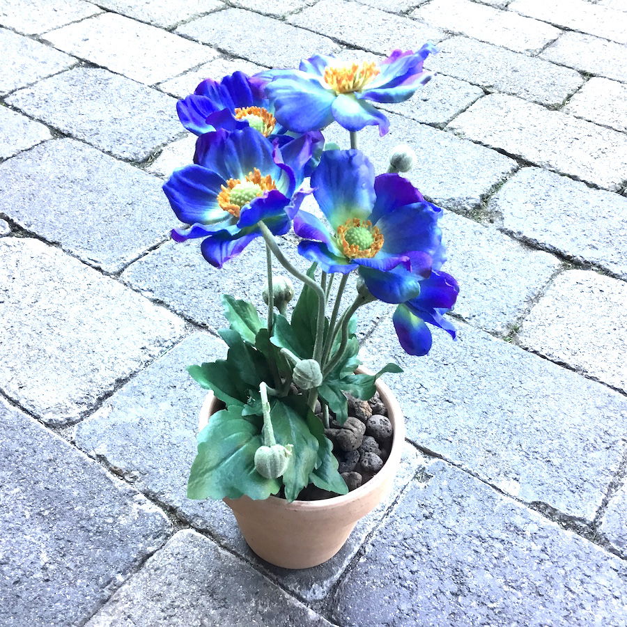 Blå anemone i lerpotte