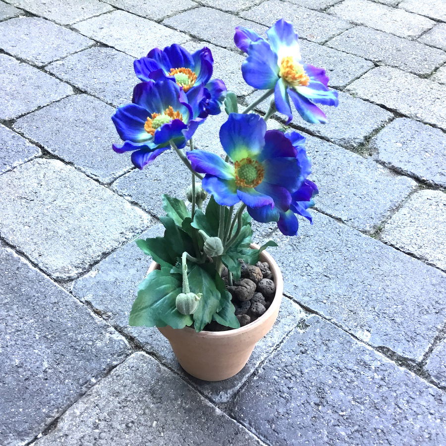 Blå anemone i lerpotte - Billede 6