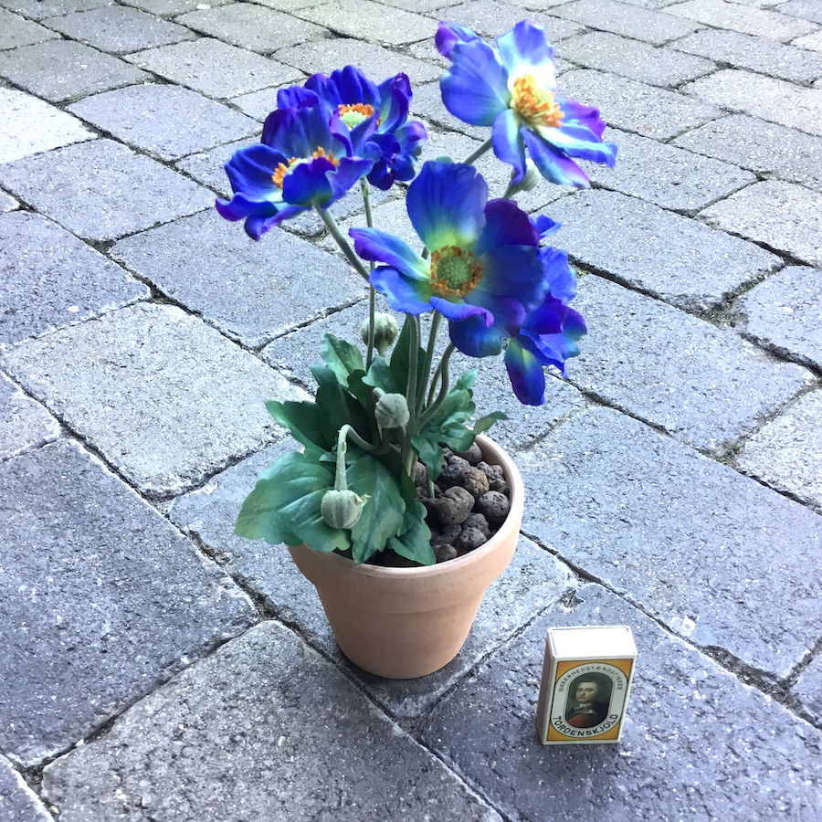 Blå anemone i lerpotte - Billede 2