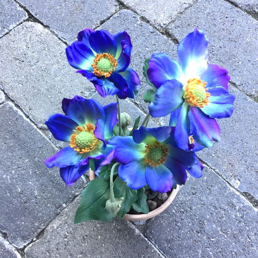 Blå anemone i lerpotte - Billede 3