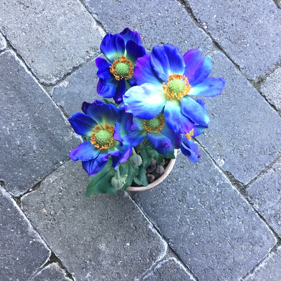 Blå anemone i lerpotte - Billede 5