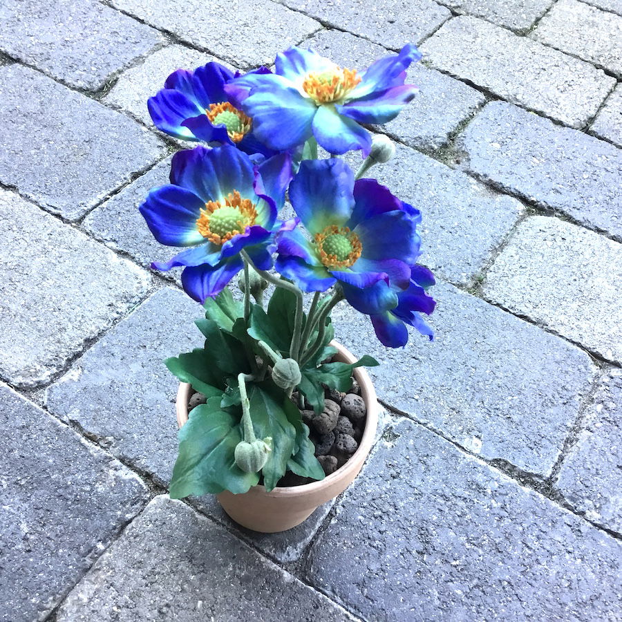 Blå anemone i lerpotte - Billede 7