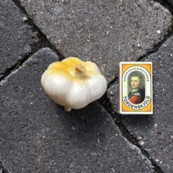 Alternative view of Naturtro kunstigt hvidløg