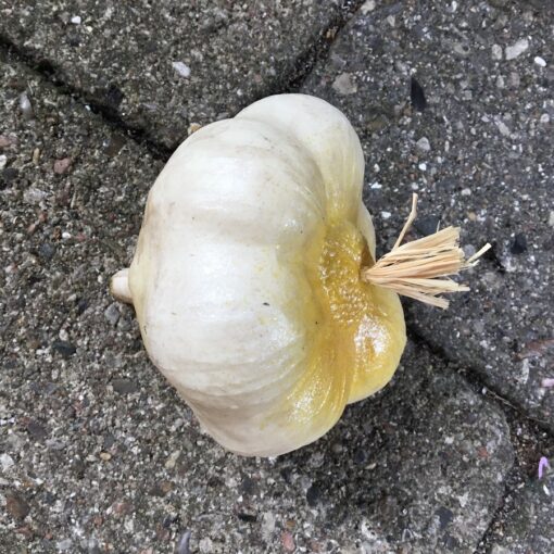Naturtro kunstigt hvidløg 