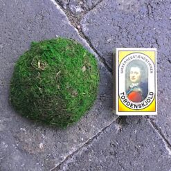 Alternative view of Lille mos top til vægbillede