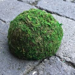 Mellem mos top til vægbillede