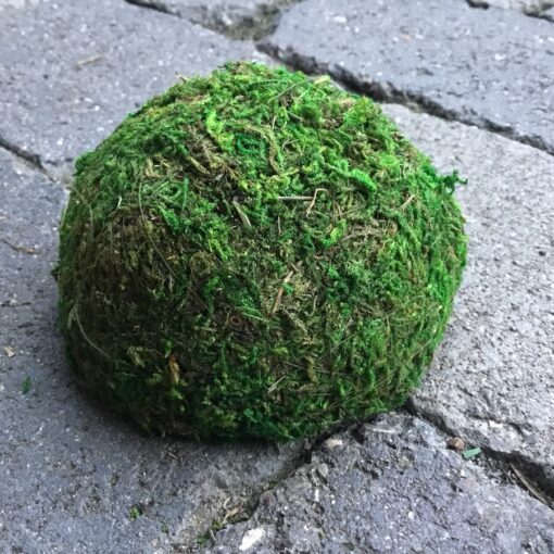 Mellem mos top til vægbillede