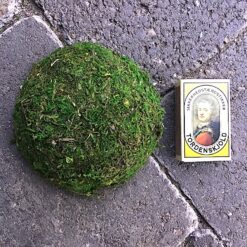 Alternative view of Mellem mos top til vægbillede