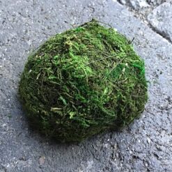 Stor mos top til vægbilleder