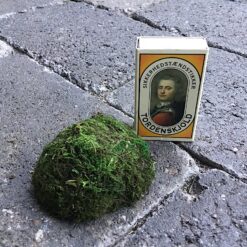 Alternative view of Stor mos top til vægbillede