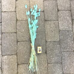 Alternative view of Turkis dekorativ tørrede Phalaris