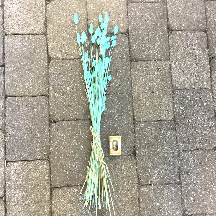Turkis dekorativ tørrede Phalaris - Billede 2